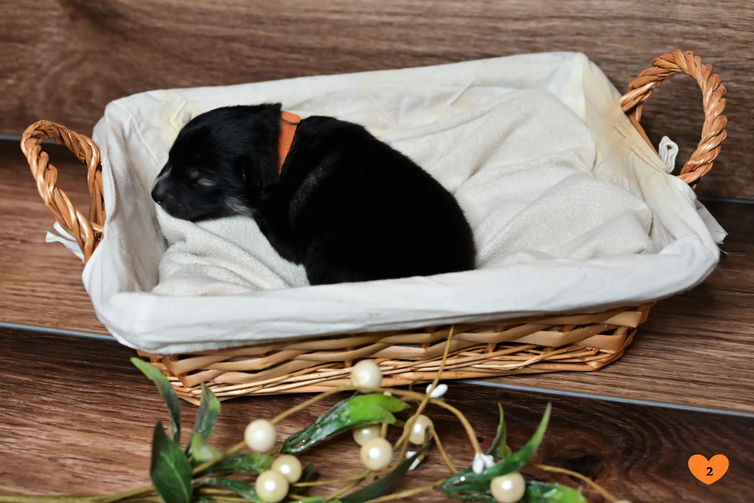 Nord Ch. Arktis Midnight Sun